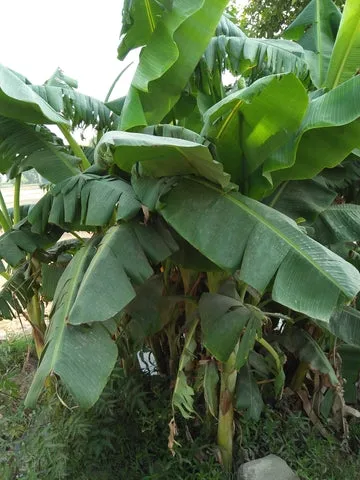 Ensete glaucum (Snow Banana) seeds