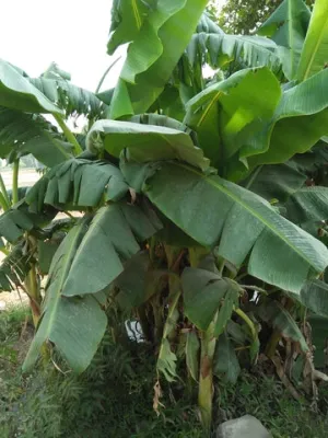 Ensete glaucum (Snow Banana) seeds